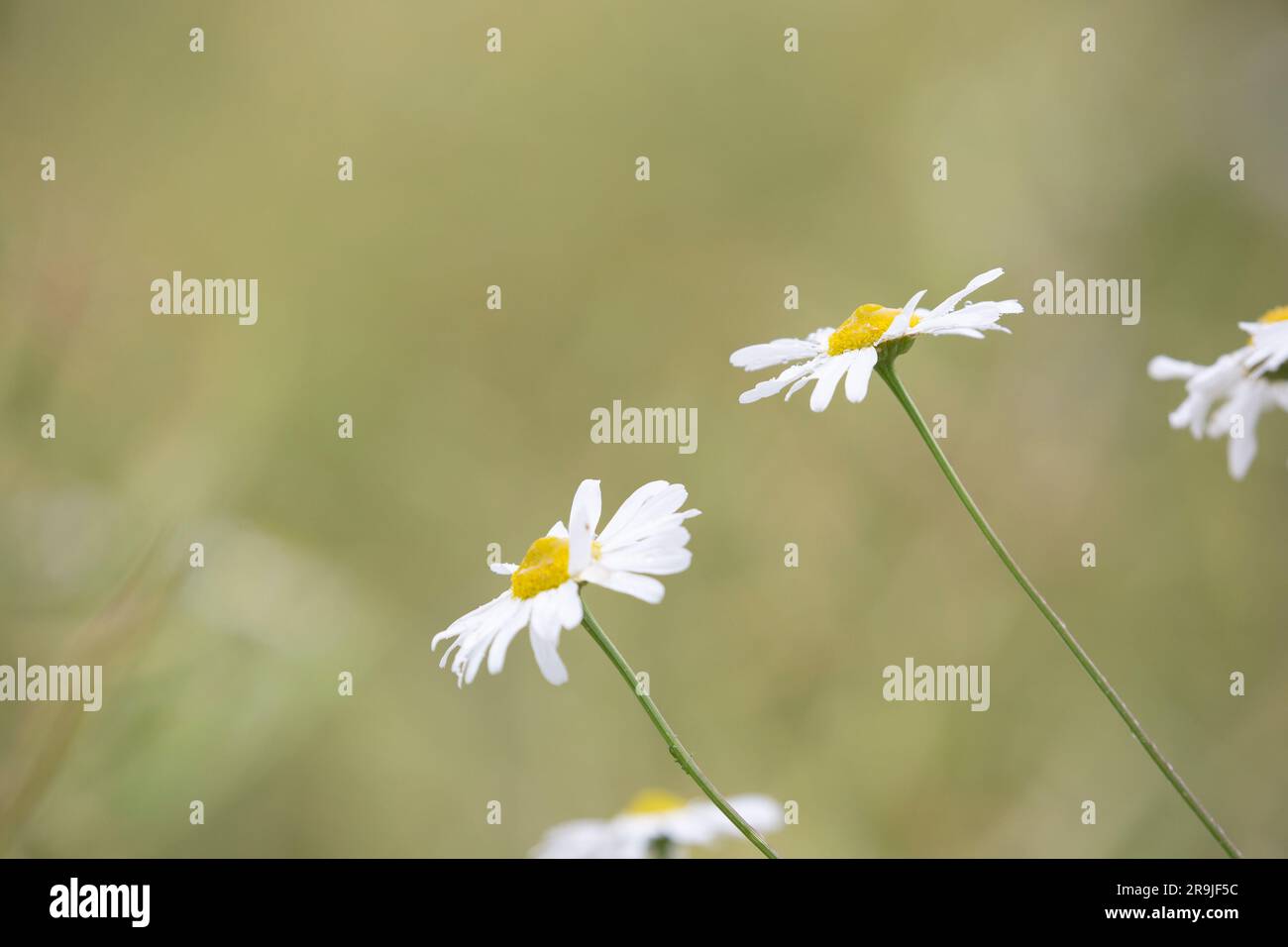 Primo piano dei fiori di margherita Oxeye (Leucanthemum vulgare) che crescono selvaggi nella campagna del Regno Unito. Chiudi le margherite selvagge nei dettagli. Foto Stock