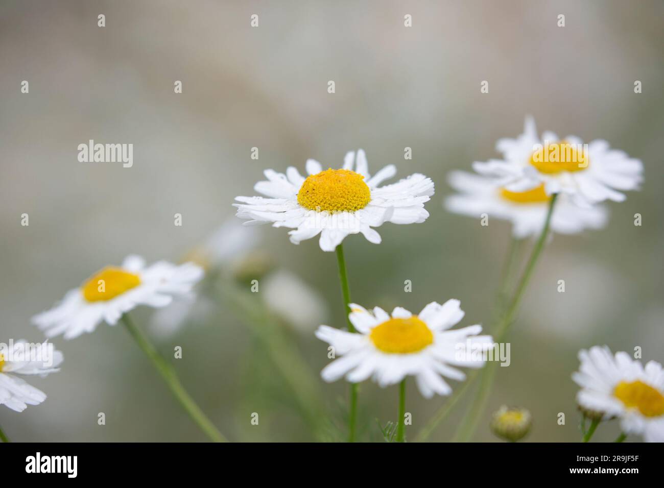 Primo piano dei fiori di margherita Oxeye (Leucanthemum vulgare) che crescono selvaggi nella campagna del Regno Unito. Chiudi le margherite selvagge nei dettagli. Foto Stock