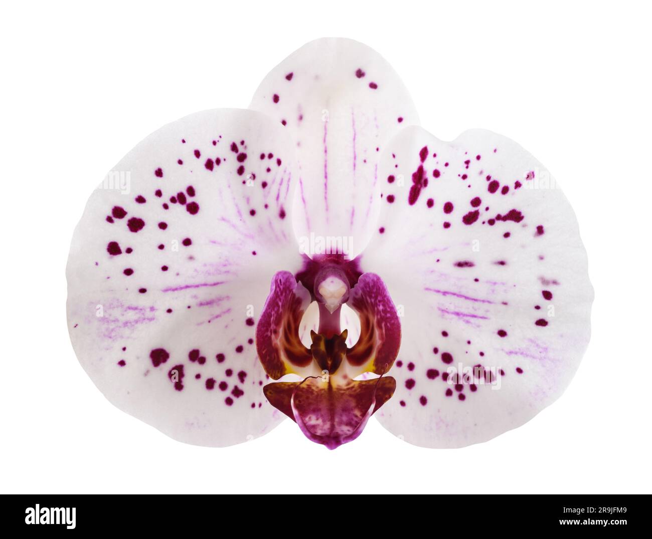 Fiori di orchidee isolati su sfondo bianco Foto Stock