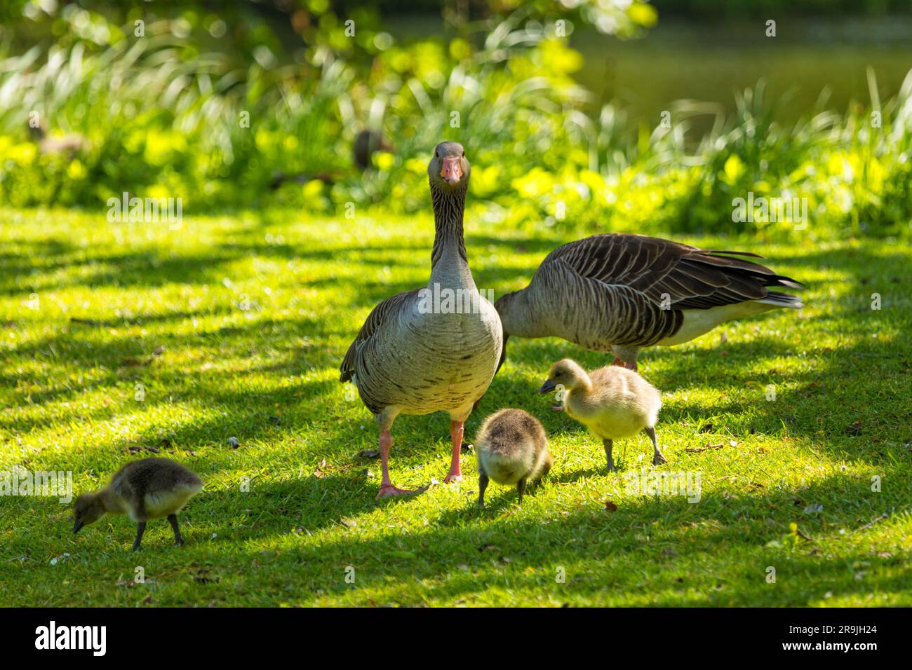 Due oche Greylag per adulti e tre gosling al parco pubblico del Palazzo Gråsten Foto Stock