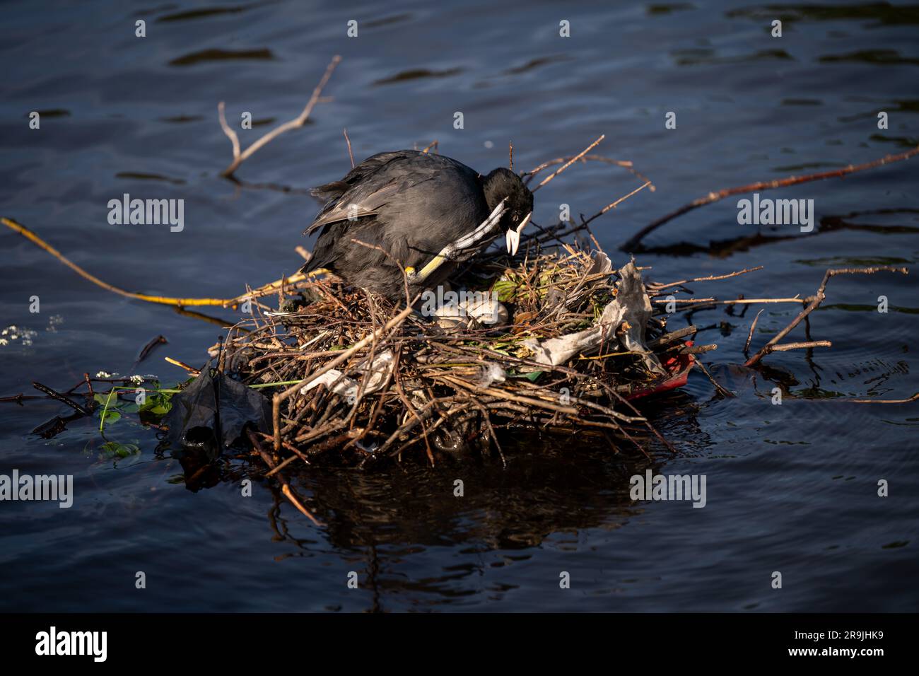 Coot su un nido con le uova. Il nido si trova su un lago a Kelsey Park, Beckenham, Kent, Regno Unito. Coot (Fulica atra) con uova. Foto Stock