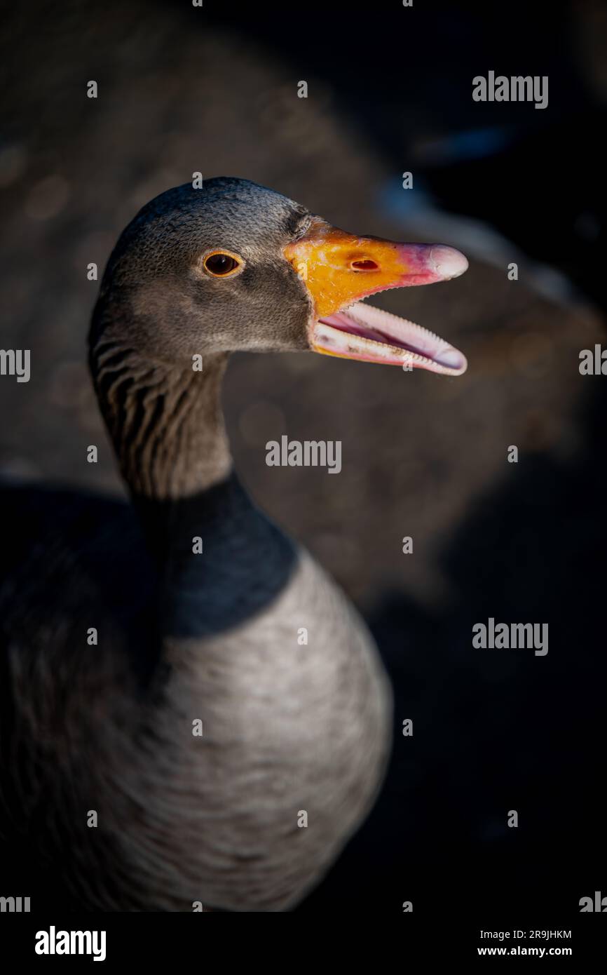 Testa di oca grigia con becco aperto. Visto a Kelsey Park, Beckenham, Regno Unito. Oca grigia (Anser anser). Foto Stock