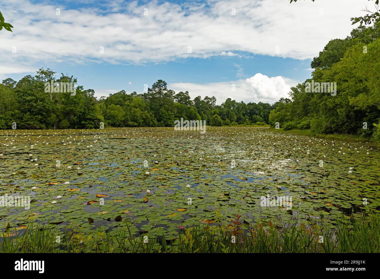 Paesaggio nel Magnolia Springs State Park in Georgia Foto Stock