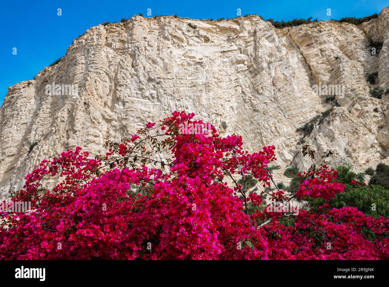 La famosa scalinata turca in primavera. Costa meridionale del Realmonte della Sicilia, Provincia di Agrigento. Italia. Foto Stock