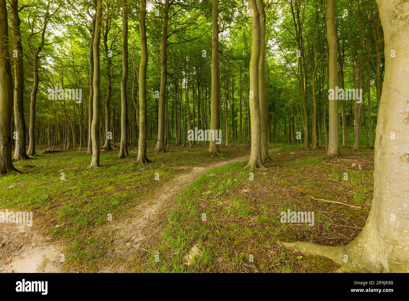 Foresta costiera sull'isola danese del Mar baltico di ALS Foto Stock