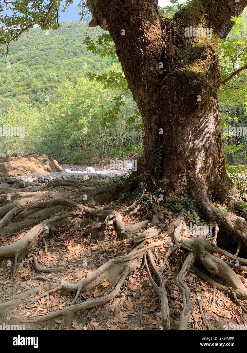 Sistema di radici di alberi piani esposto vicino a un fiume Foto Stock