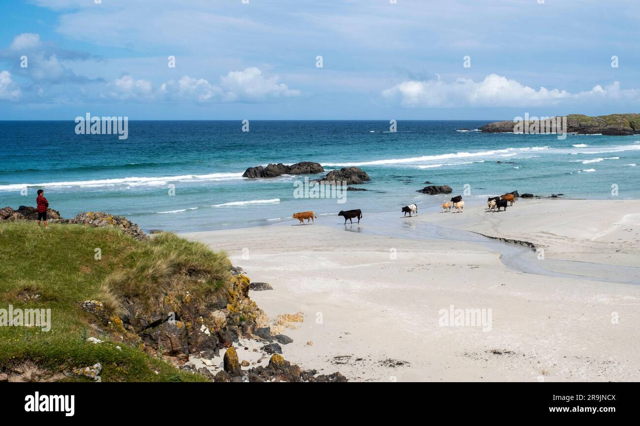 Una mandria di bestiame si raffredda sulla spiaggia di Balevullin Bay, Isola di Tiree, Ebridi interne, Scozia. Foto Stock