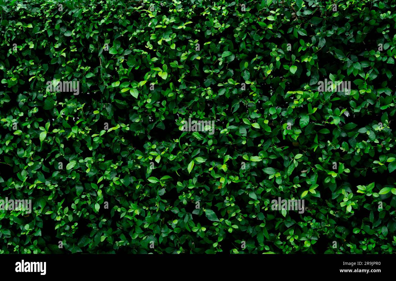 Closeup sempreverde siepi piante. Piccole foglie verdi in fondo texture parete siepe. Eco sempreverde siepe muro. Pianta ornamentale in giardino cortile. Foto Stock
