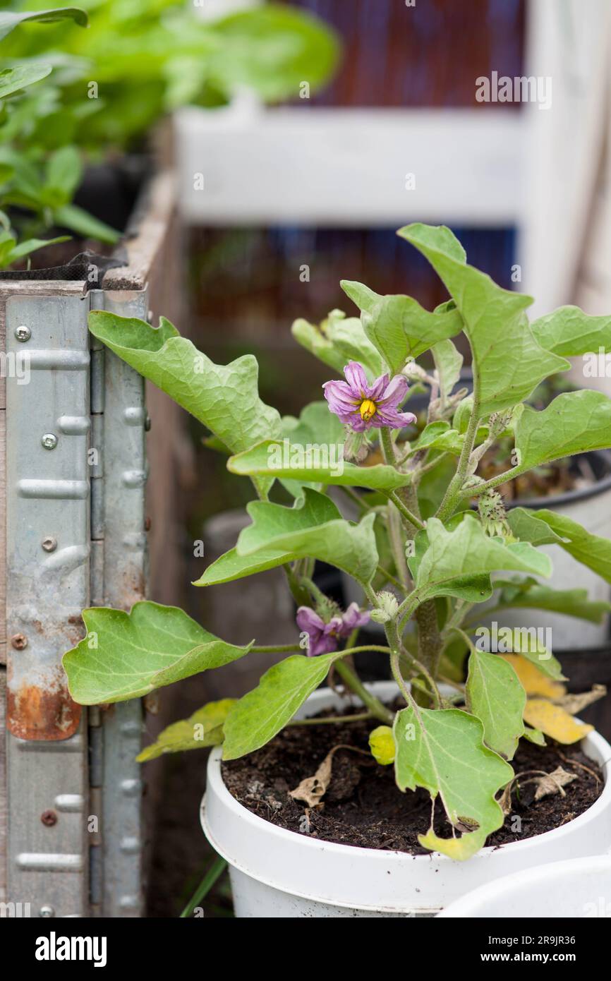 Coltivate e fiorite melanzane in un contenitore Foto Stock