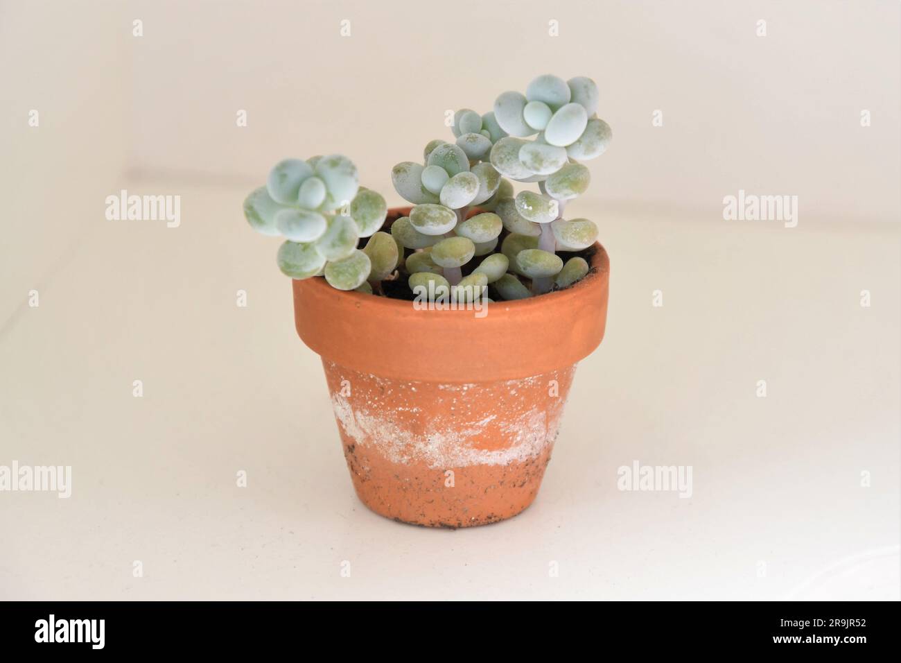 Tre piante di casa succulente in un vaso di terracotta, isolate su uno sfondo bianco. Orientamento orizzontale. Foto Stock