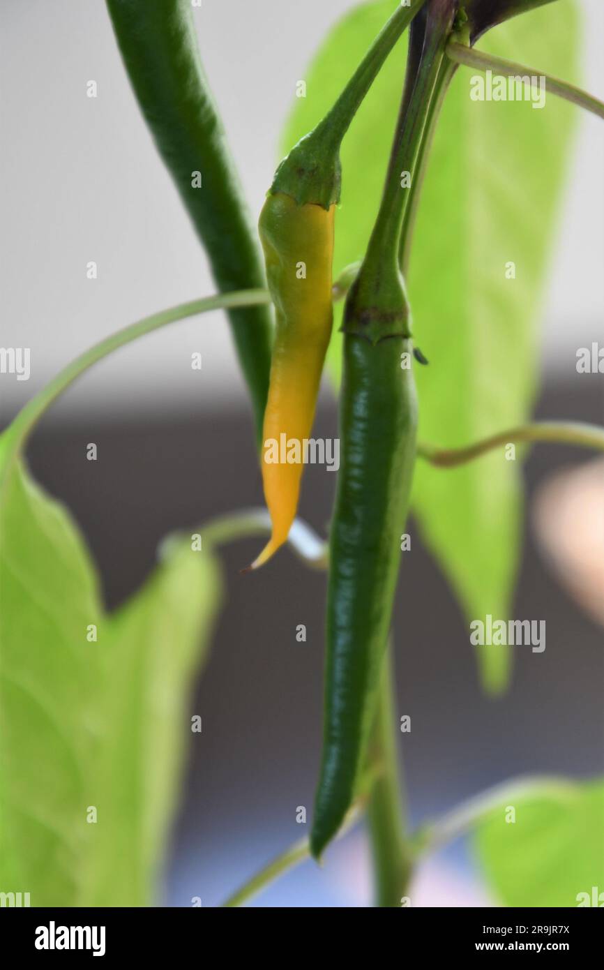 Due peperoncini (Capsicum) su una pianta, uno verde e uno giallo. Foglie sullo sfondo. Orientamento verticale. Profondità di campo ridotta. Foto Stock