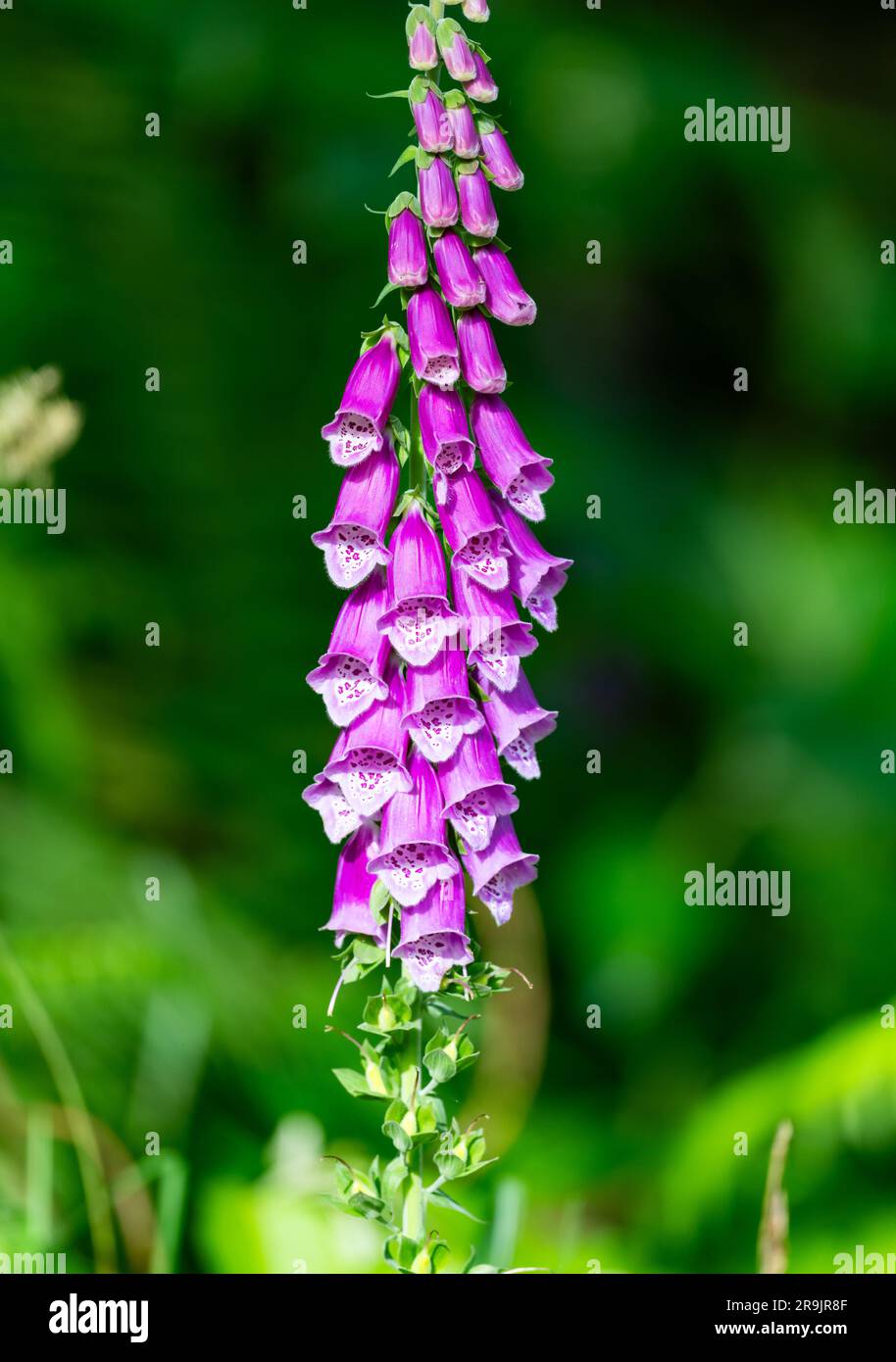 Fiori di Foxglove viola (Digitalis Purpurea). Colombia, Sud America. Foto Stock