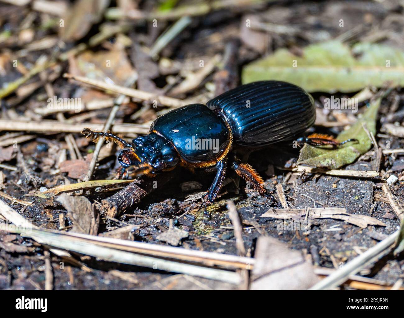Uno scarabeo cornuto passalus (Odontotaenius disjunctus) sul fondo della foresta. Colombia, Sud America. Foto Stock