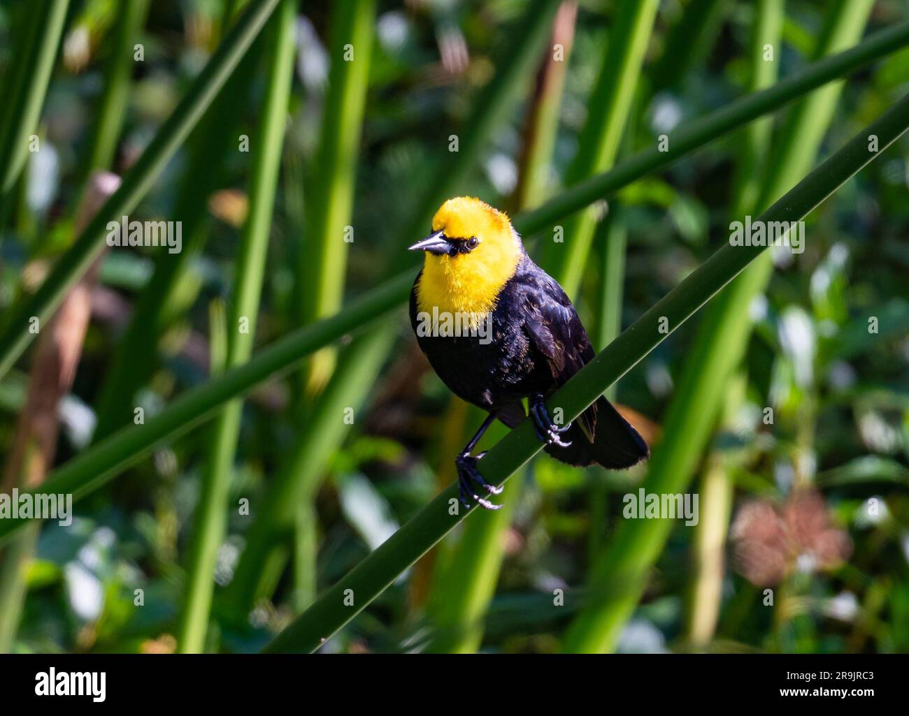Un uccello nero con cappuccio giallo (Chrysomus icterocephalus) arroccato su canna. Colombia, Sud America. Foto Stock