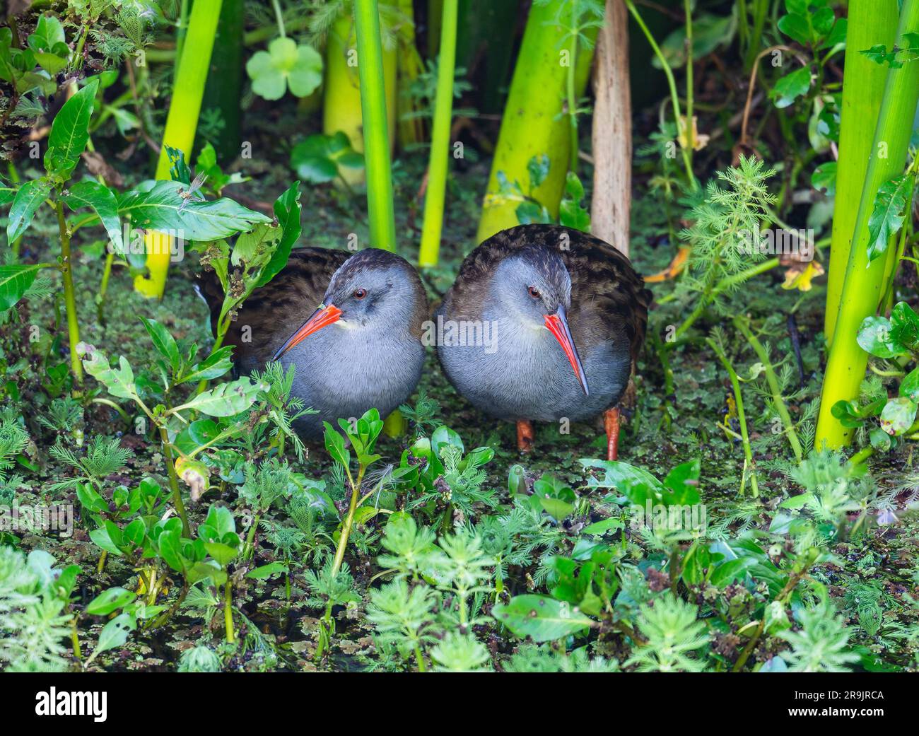 Un paio di rotaie Bogota (Rallus semiplumbeus) in vegetazione verde. Colombia, Sud America. Foto Stock
