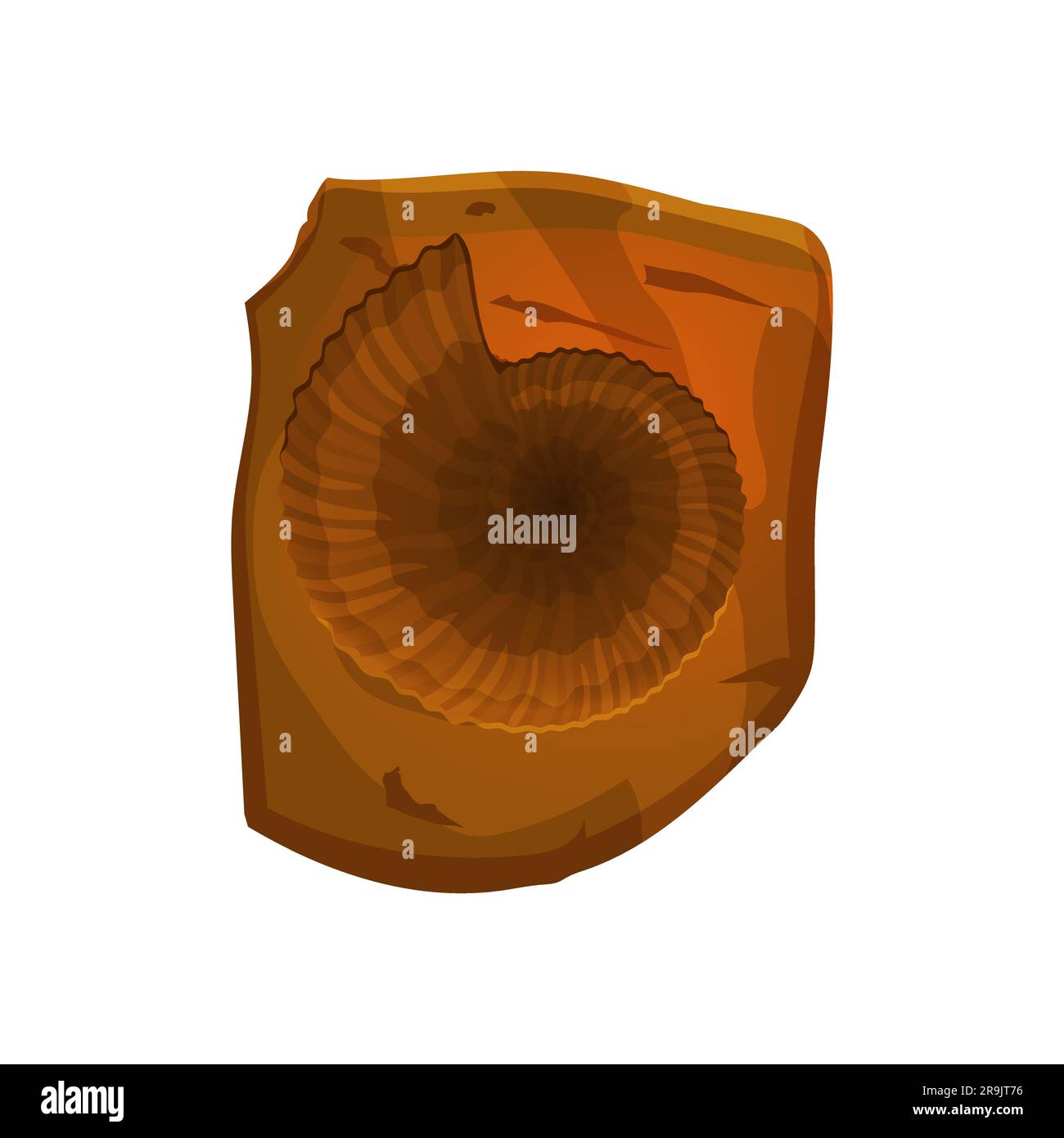 Lastre di cristallo ammonite con supporti - lucidate