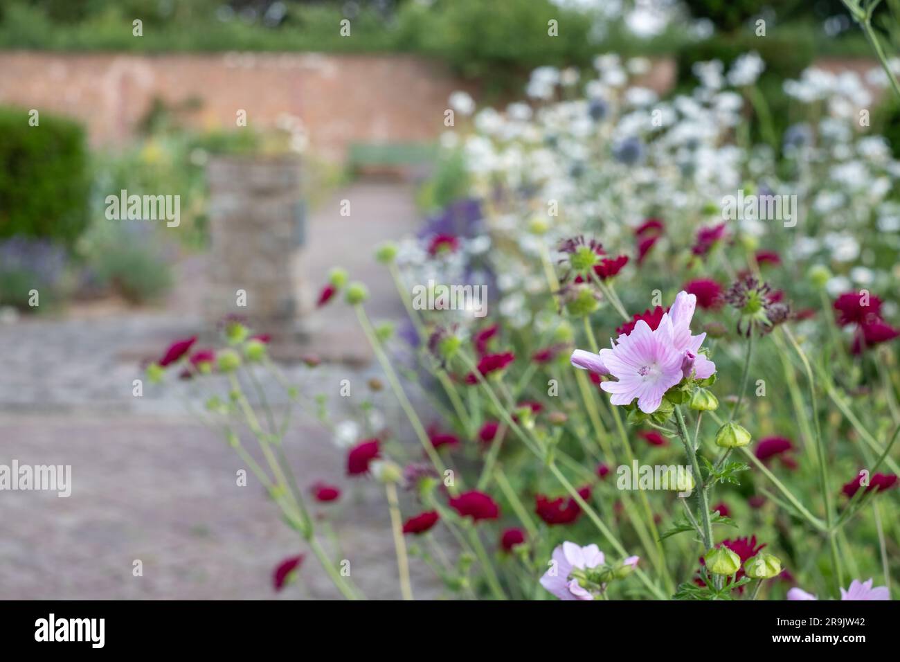 Coloratissimi fiori estivi, tra cui Knautia nello storico giardino murato, fotografati nel tardo pomeriggio presso Eastcote House Gardens, Londra, Regno Unito. Foto Stock