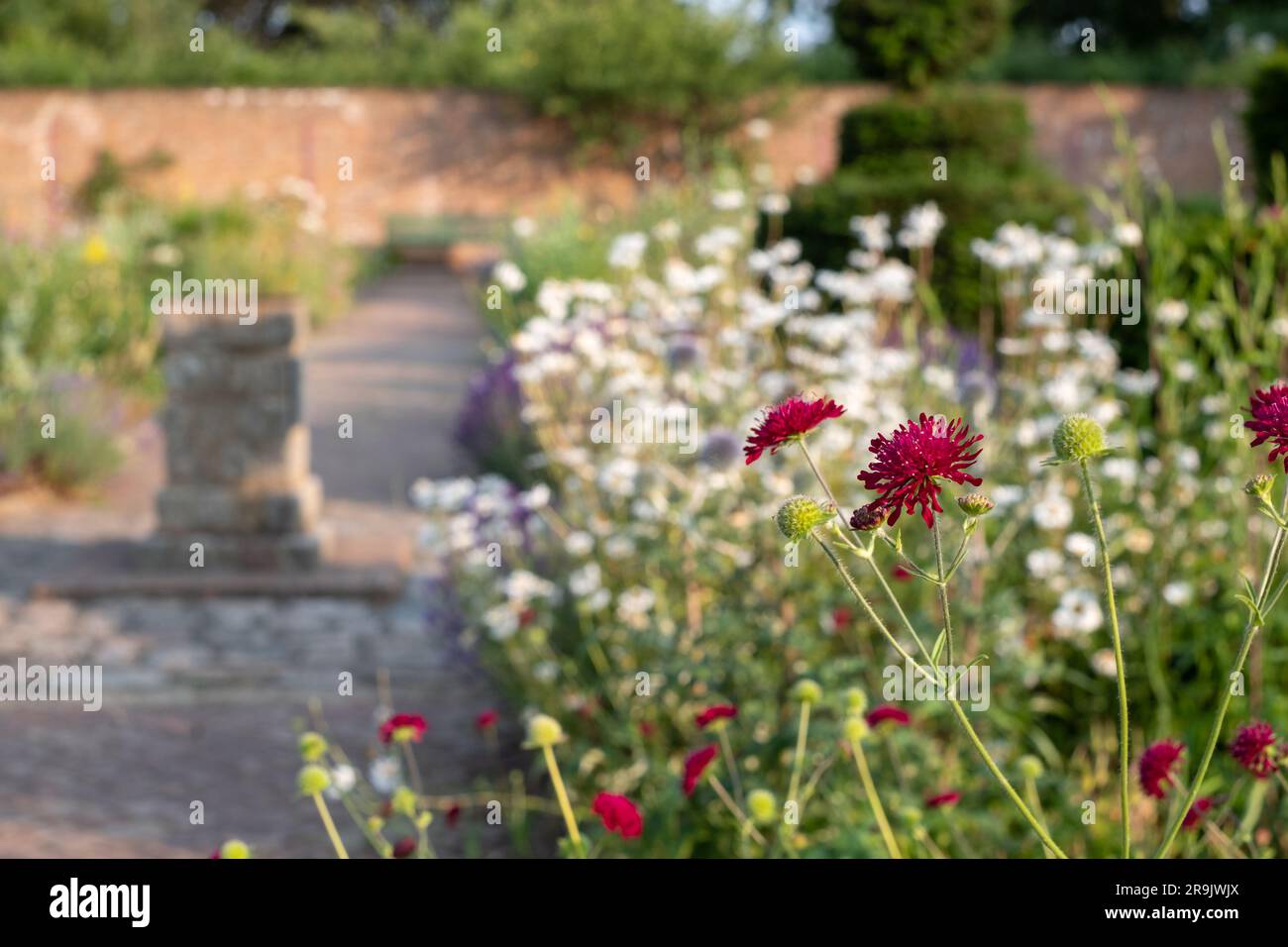 Coloratissimi fiori estivi, tra cui Knautia nello storico giardino murato, fotografati nel tardo pomeriggio presso Eastcote House Gardens, Londra, Regno Unito. Foto Stock