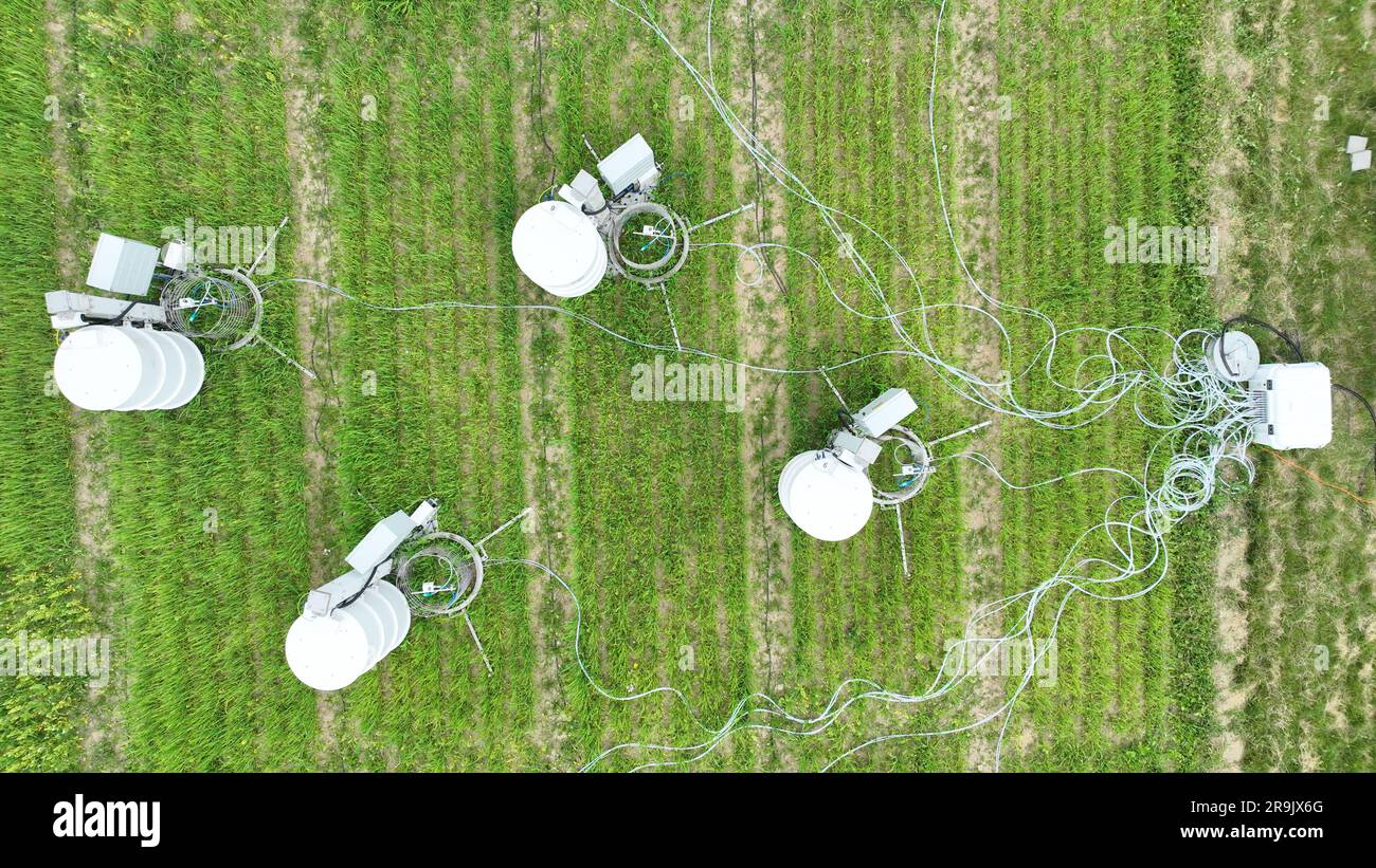 Misurazione scientifica respirazione frumento agricoltura comune campo Triticum aestivum scienza del suolo stazione scienziato tecnologia di lavoro terra di lavoro su di Foto Stock