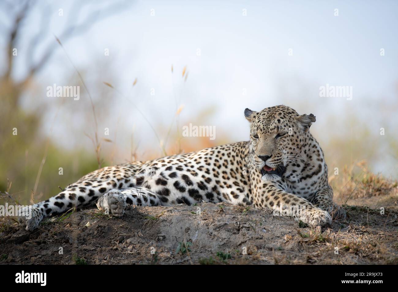 Un leopardo maschile, Panthera pardus, sdraiato su un tumulo. Foto Stock