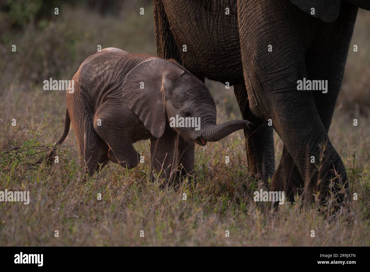 Un piccolo elefante, Loxodonta africana, che cammina accanto alle gambe delle madri. Foto Stock