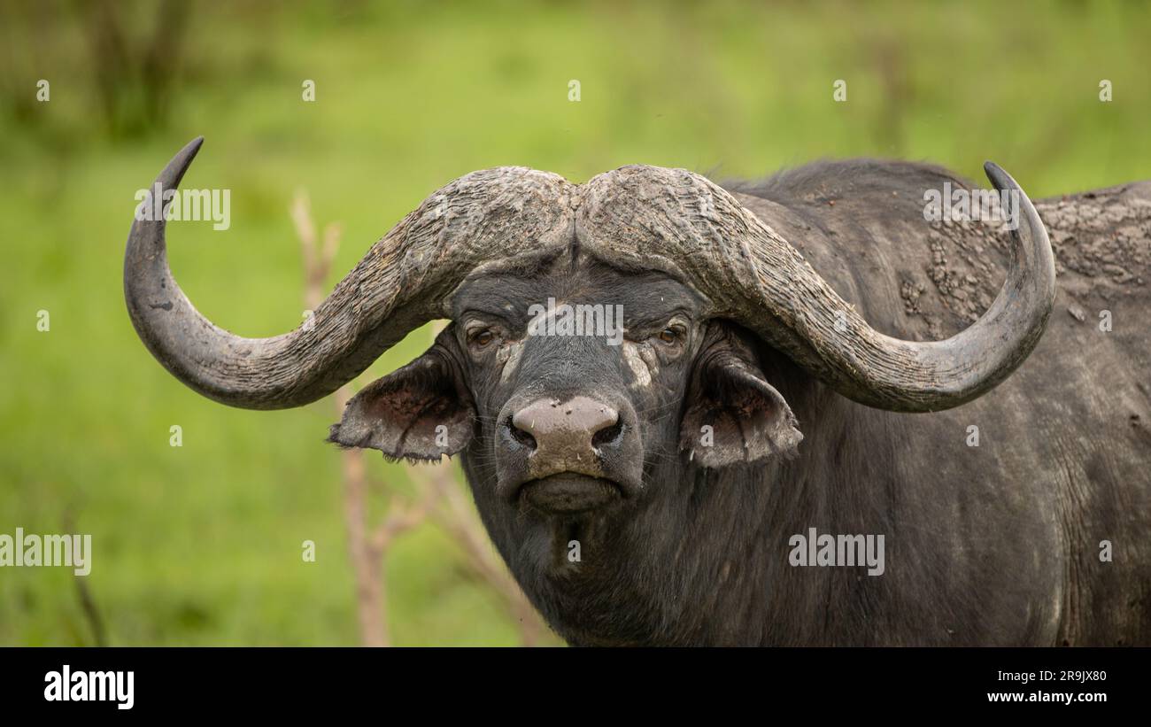 Un ritratto di un toro di bufalo, Syncerus caffer. Foto Stock