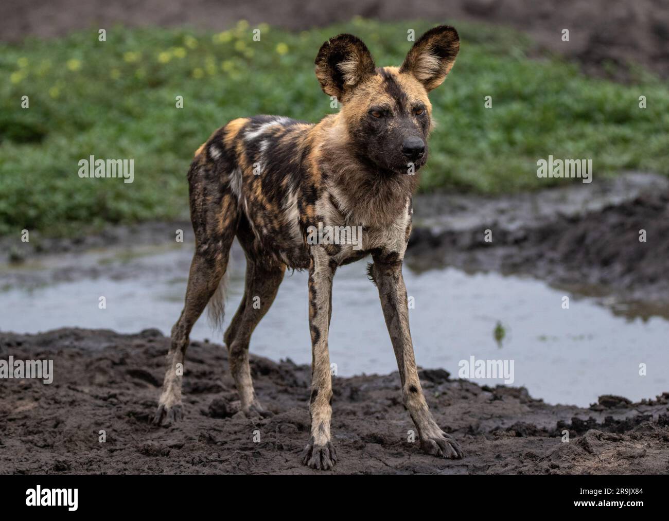 Un ritratto integrale di un cane selvatico, Lycaon pictus, in piedi accanto all'acqua. Foto Stock