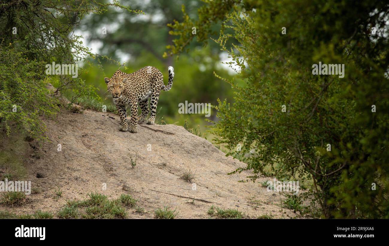 Un leopardo femminile, Panthera pardus, in piedi su una collina. Foto Stock