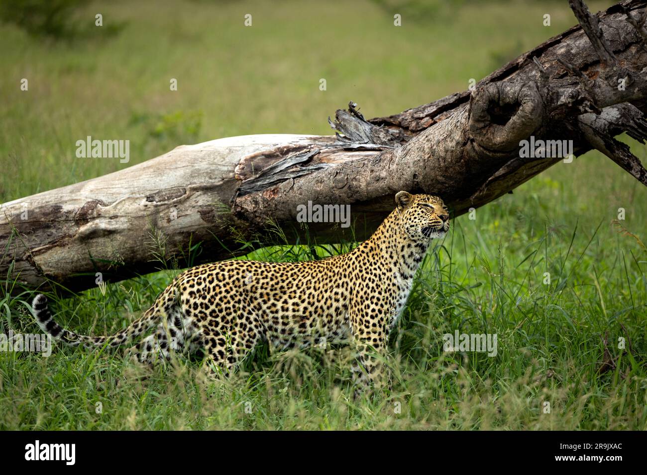 Un leopardo, Panthera pardus, un profumo su un albero. Foto Stock