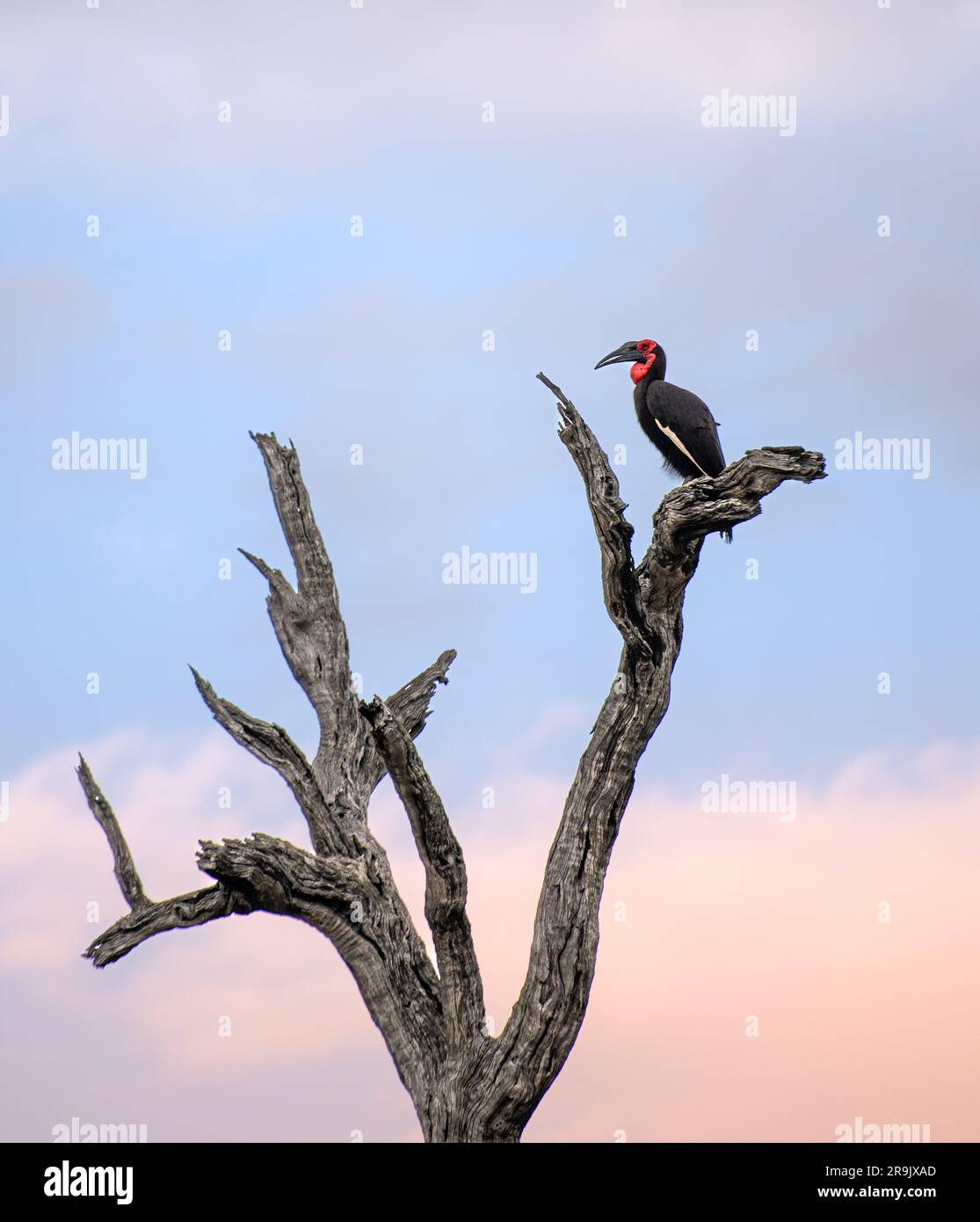 Un becco di terra, Bucorvus leadbeateri, seduto su un ramo. Foto Stock