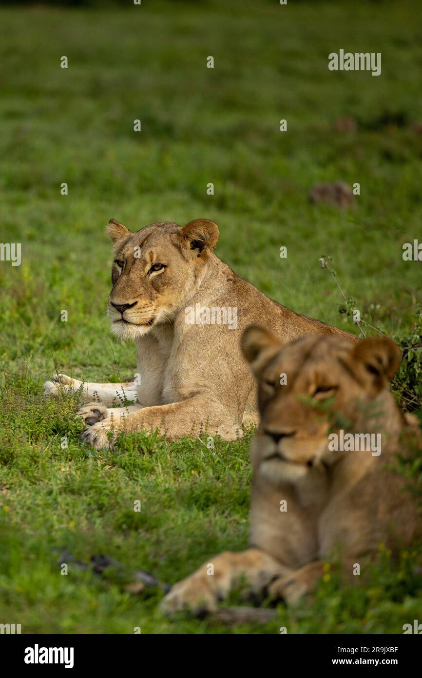 Due leonesse, Panthera leo, sdraiate insieme nell'erba. Foto Stock