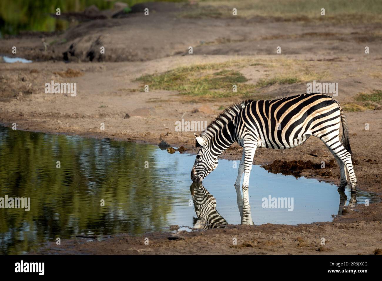 Zebra, Equus quagga, bevendo da una diga o da un pozzo d'acqua. Foto Stock