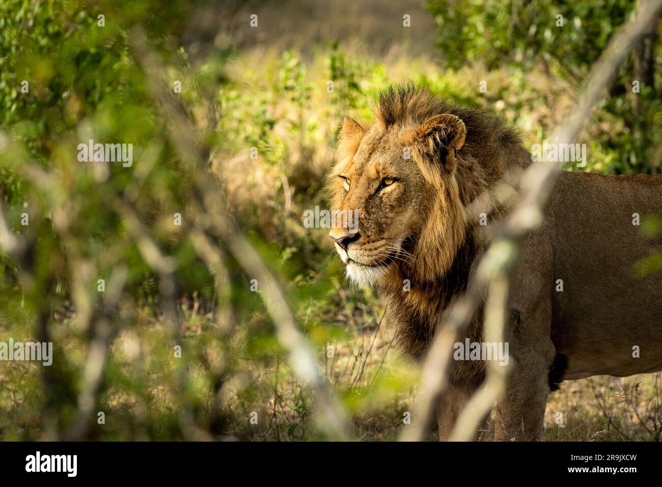 Una vista laterale di un leone, Panthera leo. Foto Stock