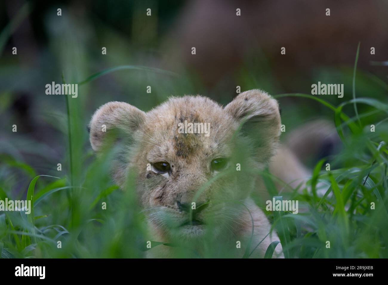 Cuccioli di leone, Panthera leo, sdraiati con la madre in erba lunga, teste visibili sopra l'erba. Foto Stock