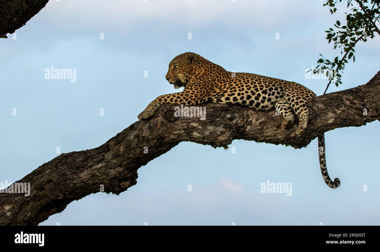 Un leopardo maschile, Panthera pardus, che riposa in un albero di Marula, Sclerocarya birrea, che si guarda intorno. Foto Stock