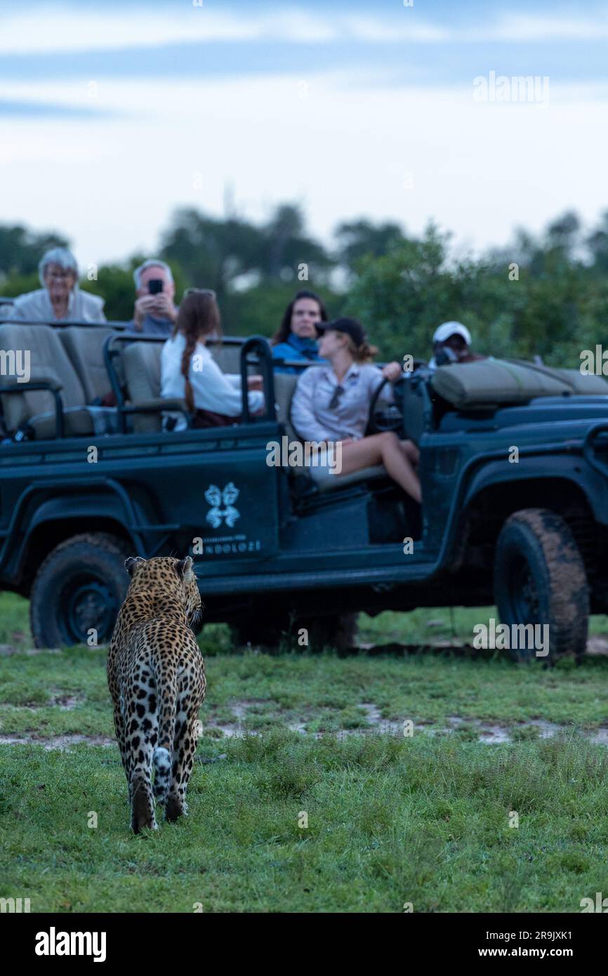 Un leopardo maschile, Panthera Pardus, cammina davanti a un veicolo safari. Foto Stock