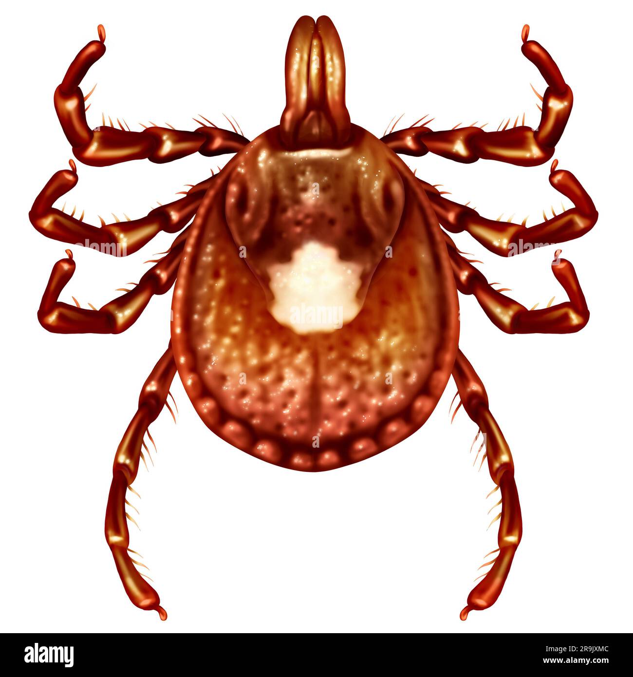 Lone Star Tick immagine ravvicinata di insetti adulti femminili isolata su sfondo bianco come simbolo di un aracnide parassita che succhia sangue Foto Stock