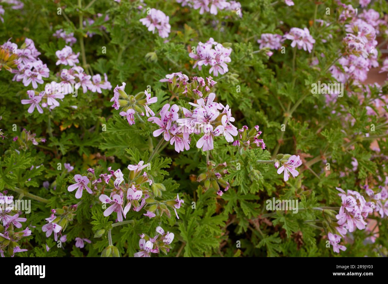 Pelargonium graveolens fiori viola Foto Stock