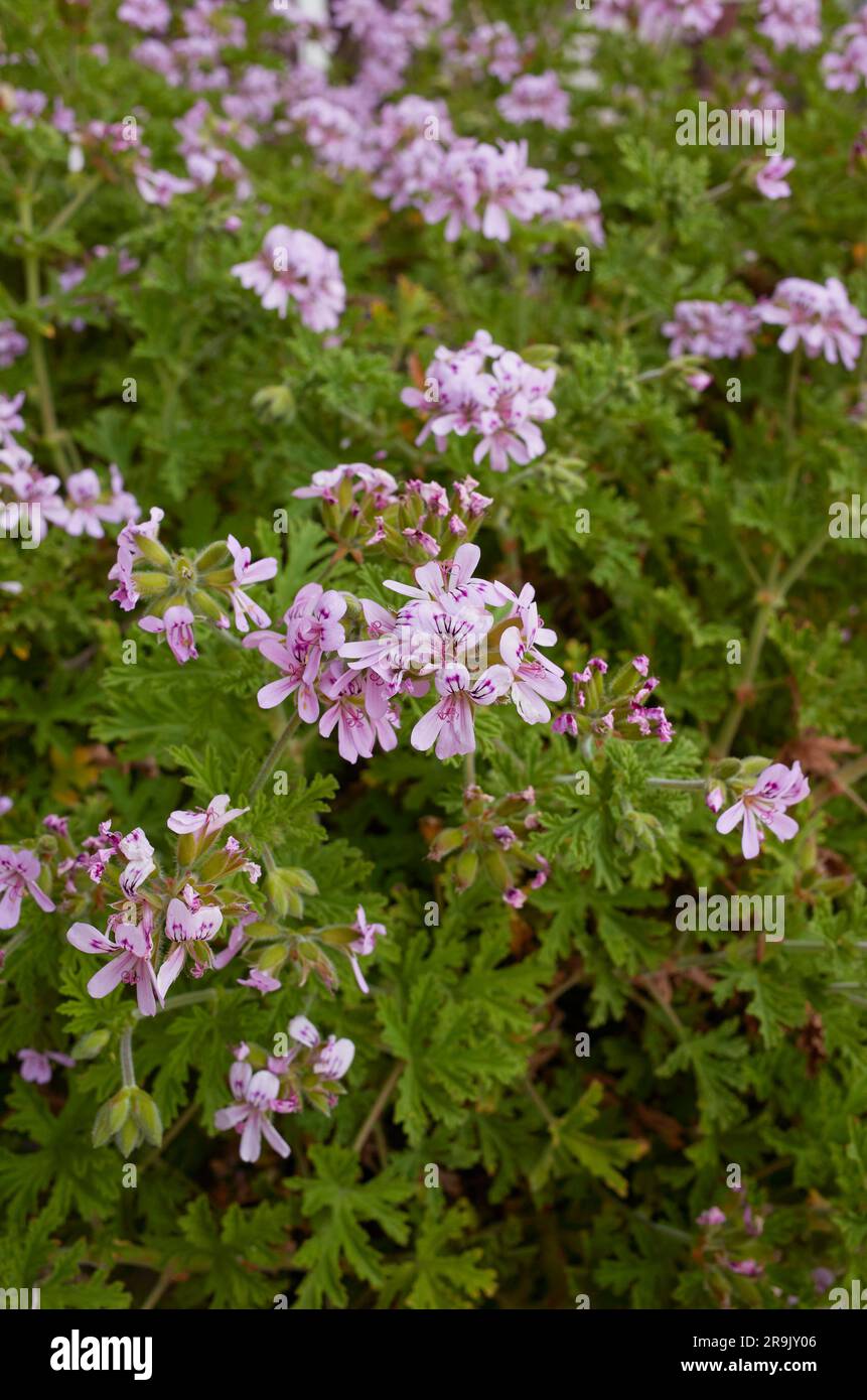 Pelargonium graveolens fiori viola Foto Stock