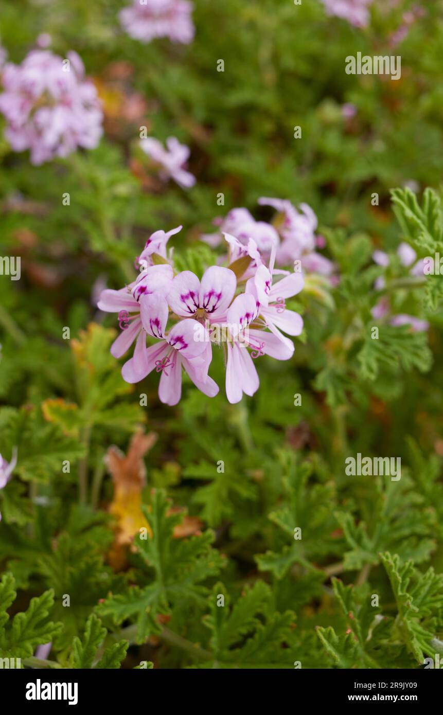 Pelargonium graveolens fiori viola Foto Stock