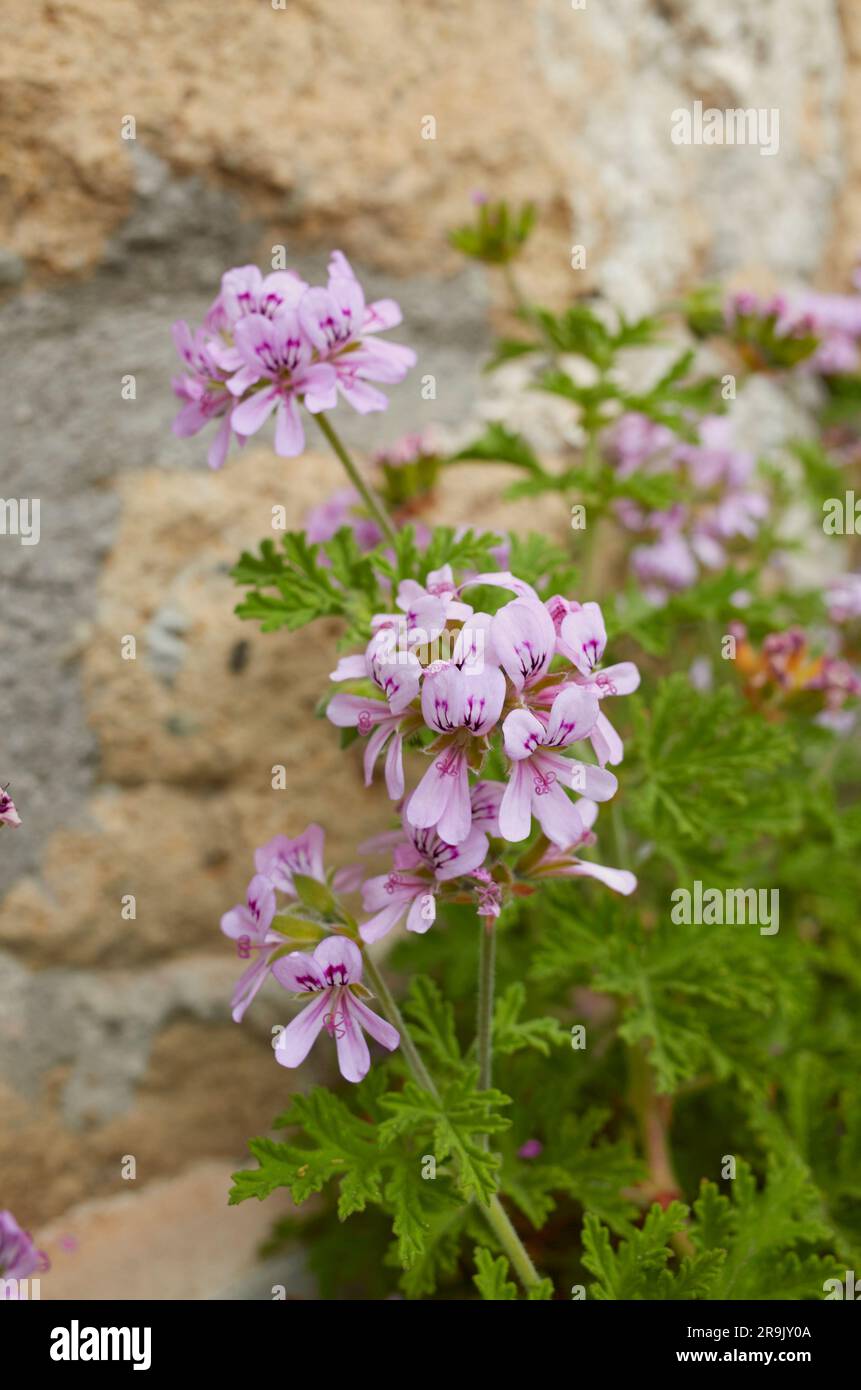 Pelargonium graveolens fiori viola Foto Stock