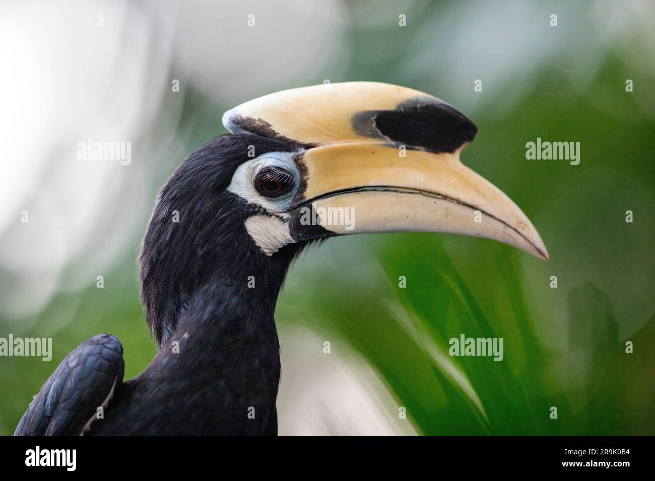 Primo piano di un carpino orientale maschio che aspetta di nutrirsi in una tenuta immobiliare pubblica, Singapore Foto Stock