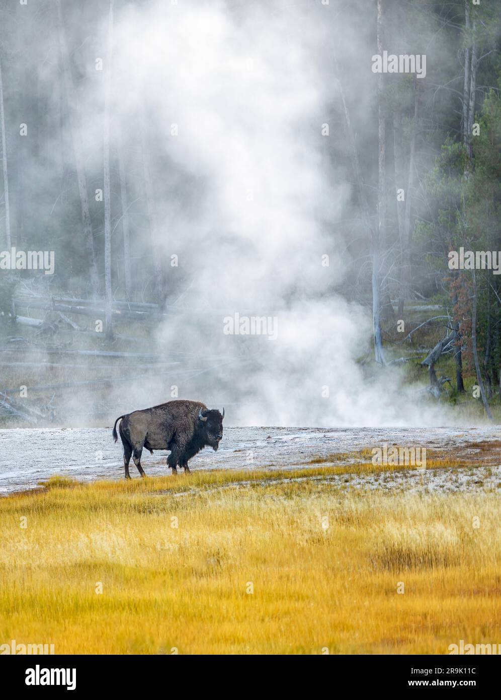 Parco Nazionale di Yellowstone, Wyoming Foto Stock