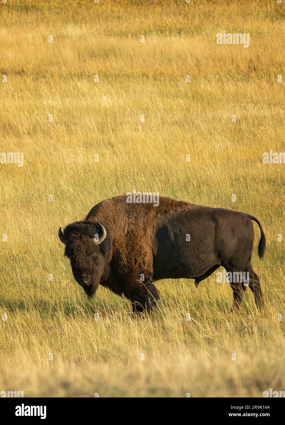 Bufalo selvatico nel prato. Parco nazionale di Yellowstone, WY Work Foto Stock