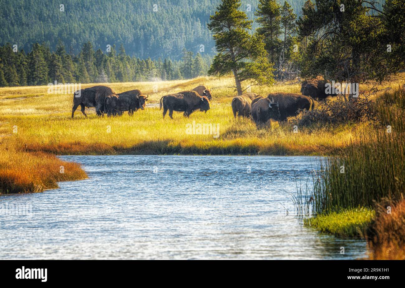Bufalo selvatico nel prato. Parco nazionale di Yellowstone, WY Work Foto Stock