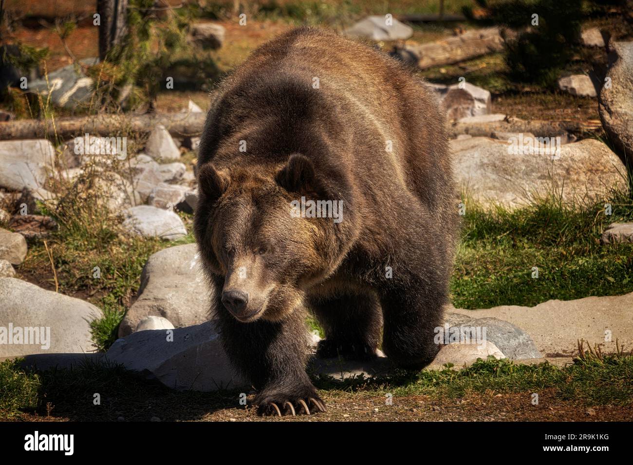 Orso grizzly solitario nel parco nazionale di Yellowstone, Wyoming Foto Stock