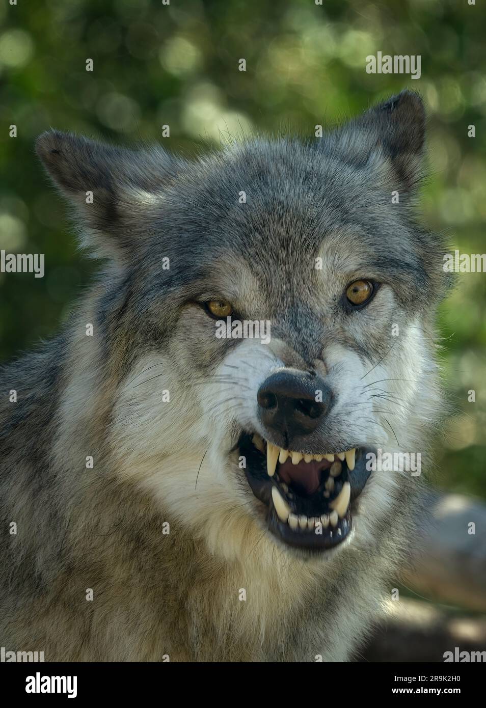 Primo piano di Wolf. Fossil Butte Pack. Grizzly e Wolf Discovery Center, Montana Foto Stock