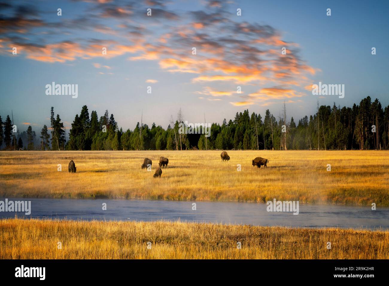 Fiume NEX Perce, bufalo e alba. Parco nazionale di Yellowstone, Wyoming Sky aggiunto Foto Stock