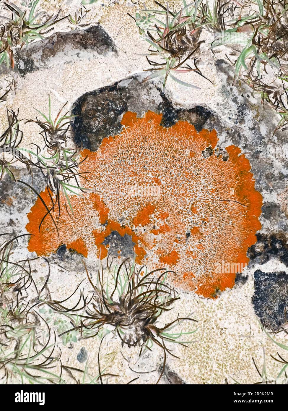 Illustrazione d'arte botanica Xanthoria elegans, elegante lichene solare riconosciuto per la sua pigmentazione arancione o rossa brillante, questa specie cresce sulle rocce Foto Stock