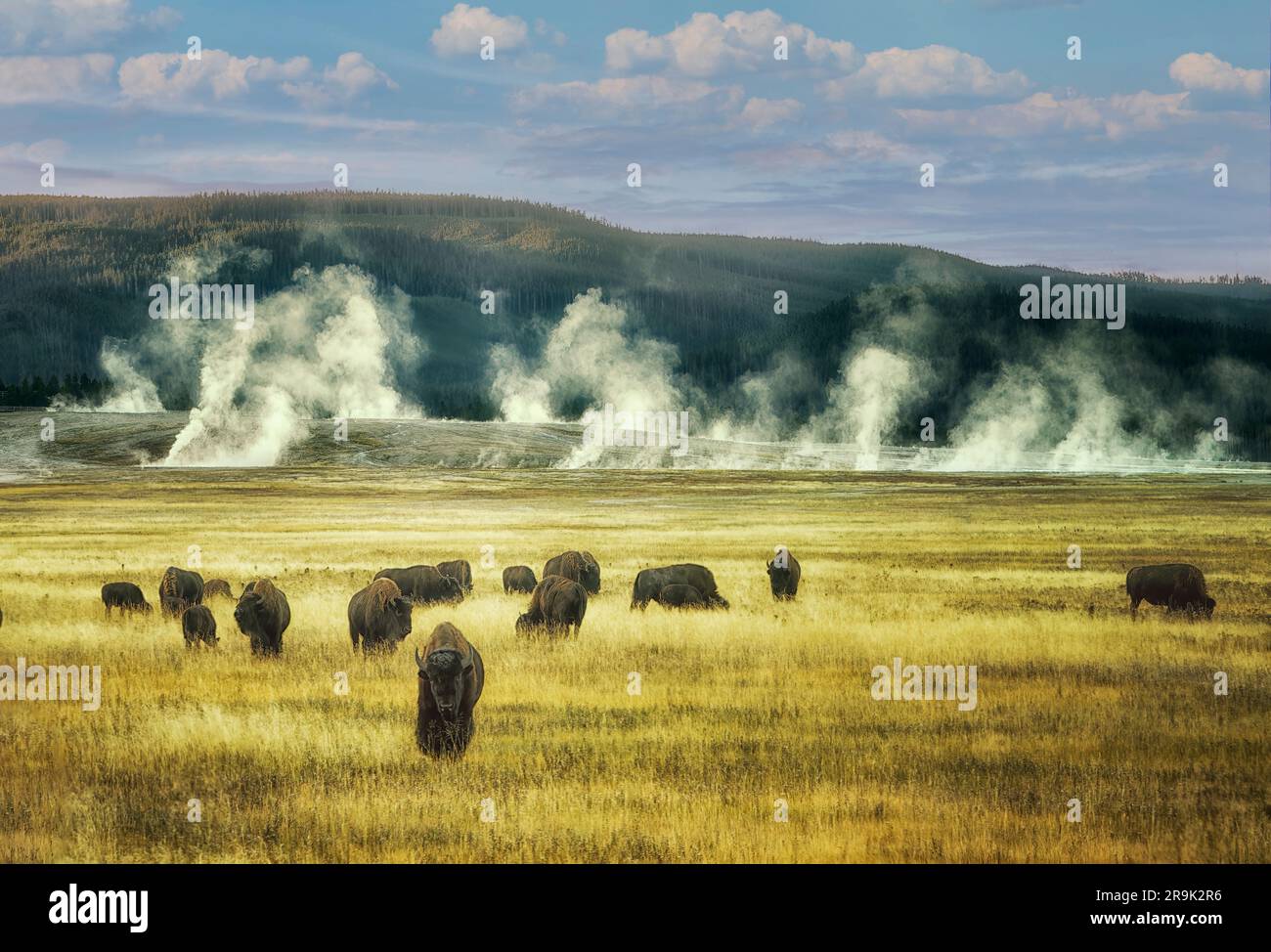Mandria di bufalo in campo con gattini. Parco nazionale di Yellowstone, Wyoming Foto Stock